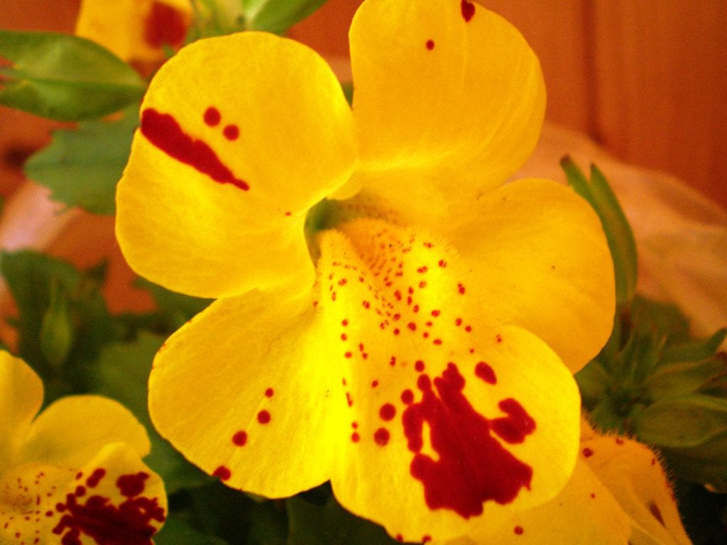 Plantas colgantes de exterior: 5 especies que aguantan el sol