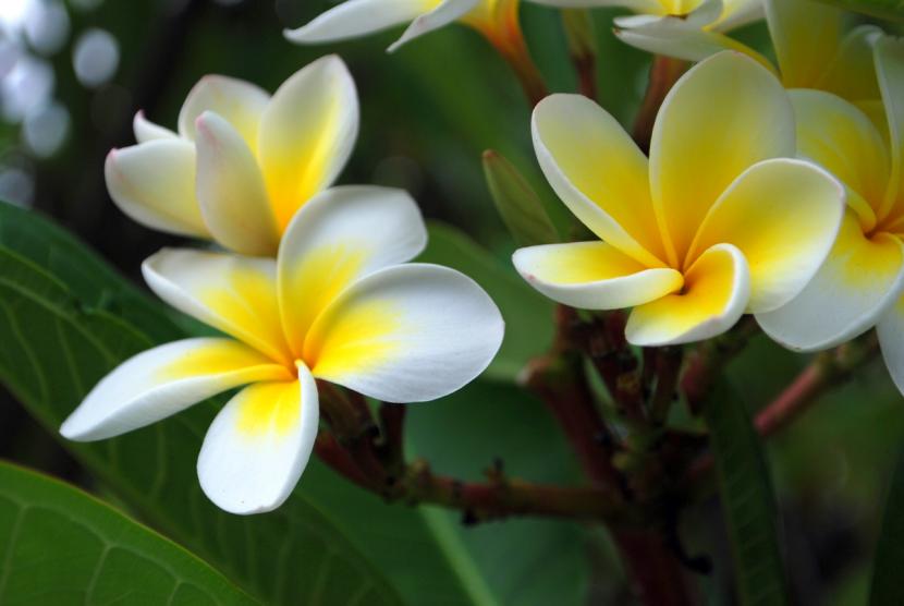 Plantas aromáticas para perfumar el jardín: 5 opciones