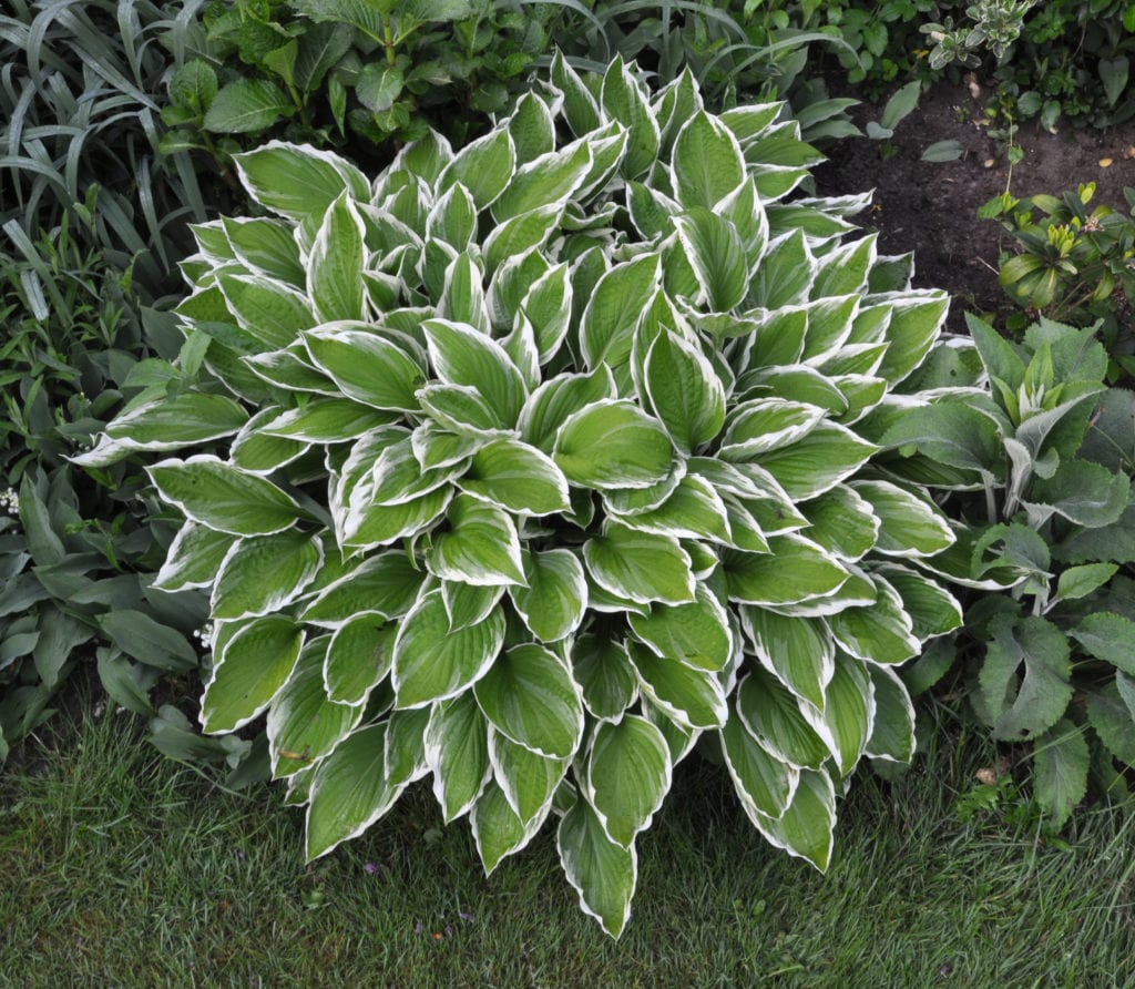 Plantas de sombra para el jardín: 6 especies que funcionan