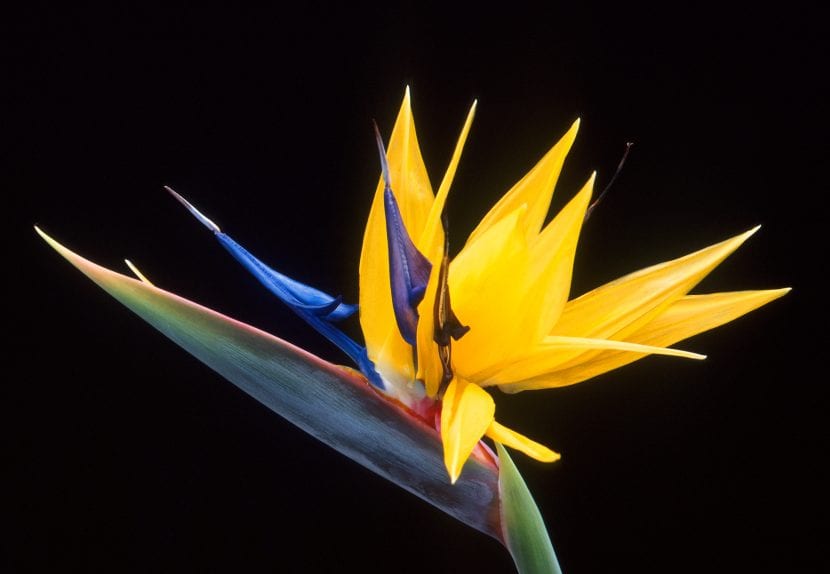 Strelitzia reginae en flor.