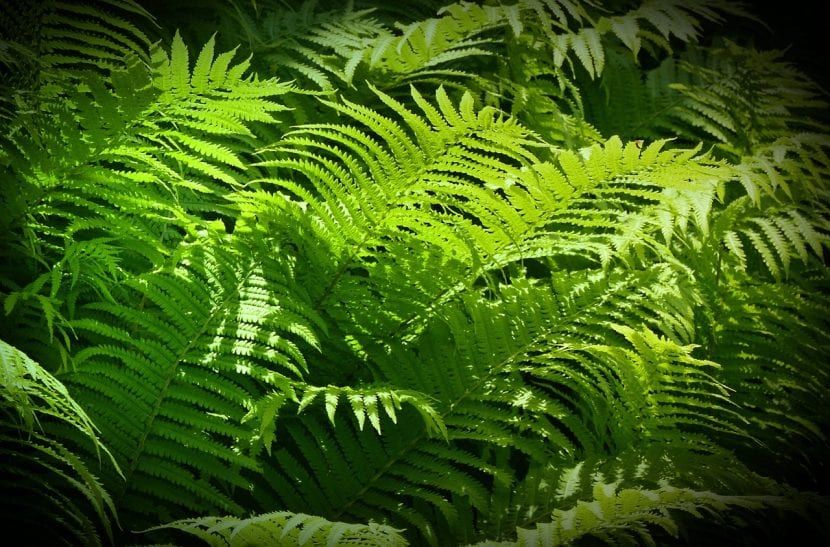 Helechos, unas plantas estupendas para jardín