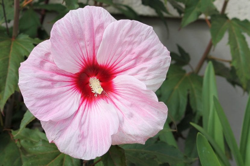 Hibiscus rosa-sinensis en flor