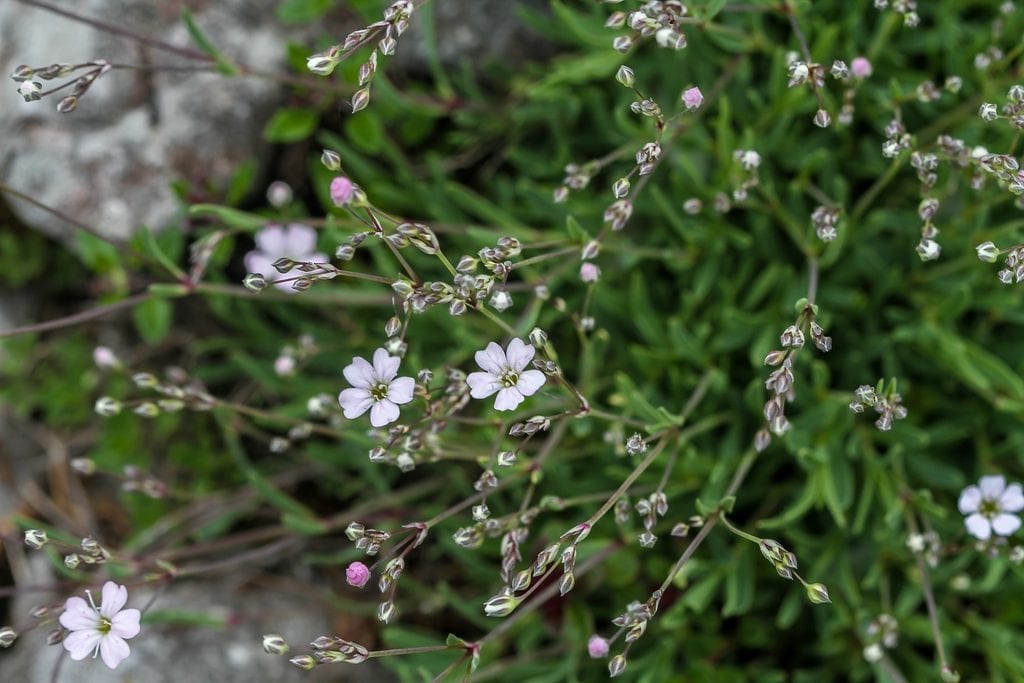 gypsophila_repens_planta