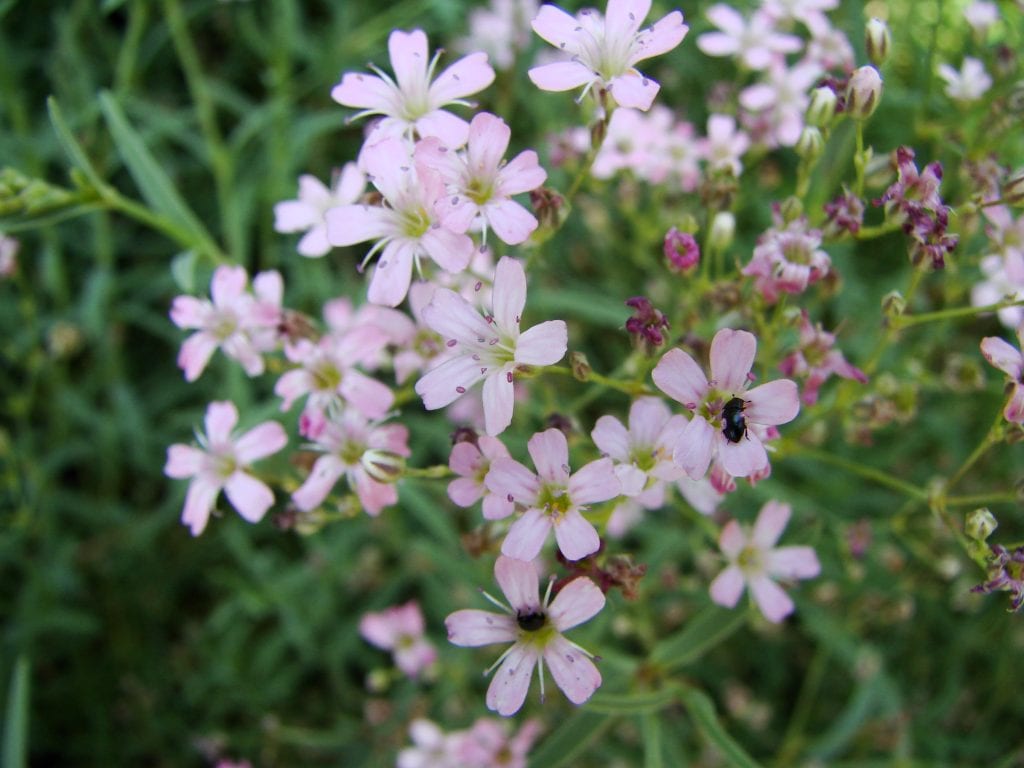 Alborada (Gypsophila repens): cultivo, suelo y cuidados