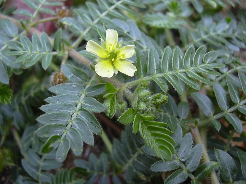 Abrojos (Tribulus terrestris): identificación y control