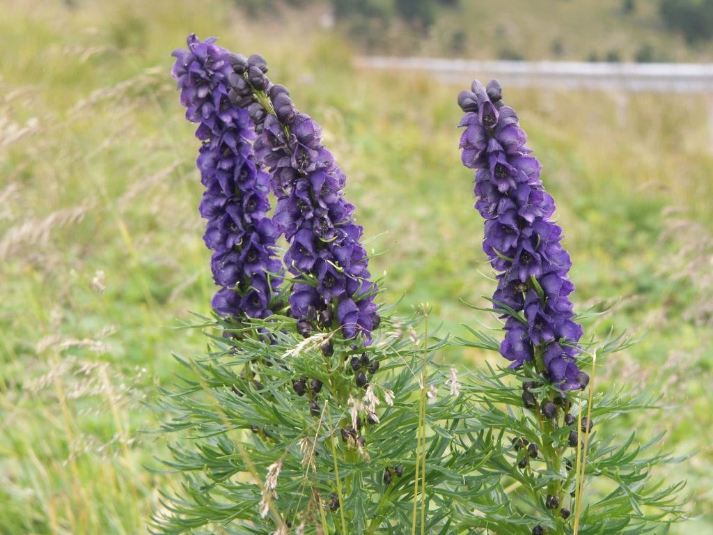 Aconitum napellus: cultivo seguro del acónito azul