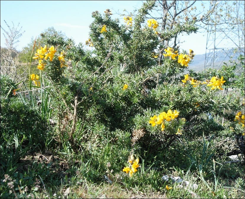 pequenas flores amarillas sobresalen de unas ramas