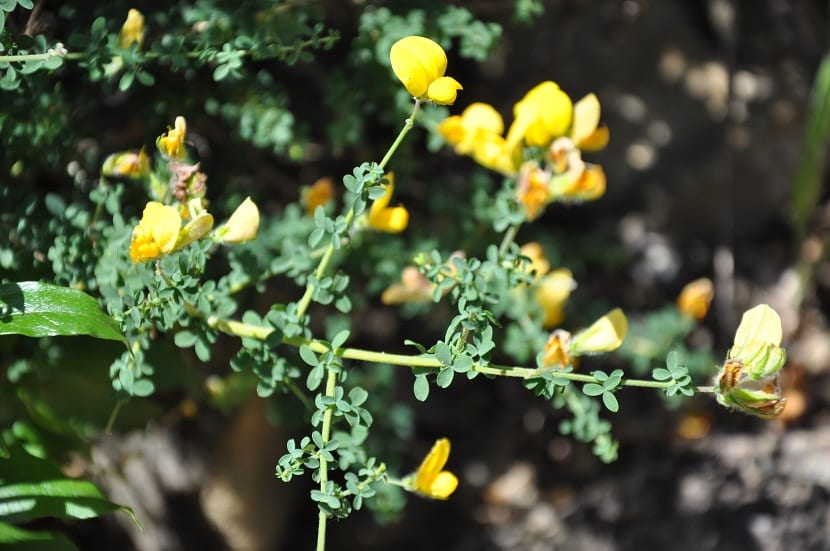 Adenocarpus o codeso: cultivo, poda y especies