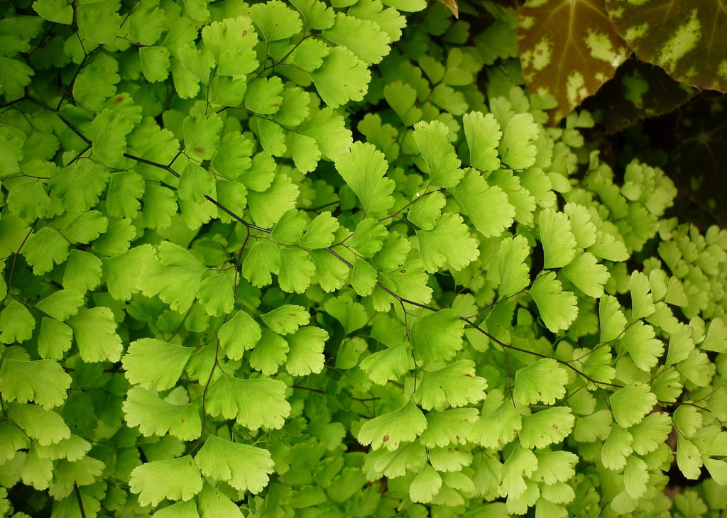 Culantrillo de pozo: cuidados del Adiantum capillus-veneris