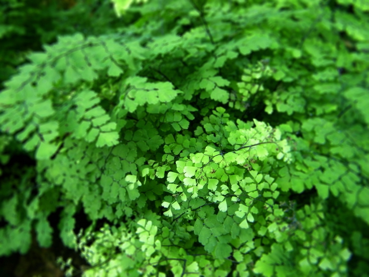 Adiantum raddianum: cuidados del culantrillo de interior