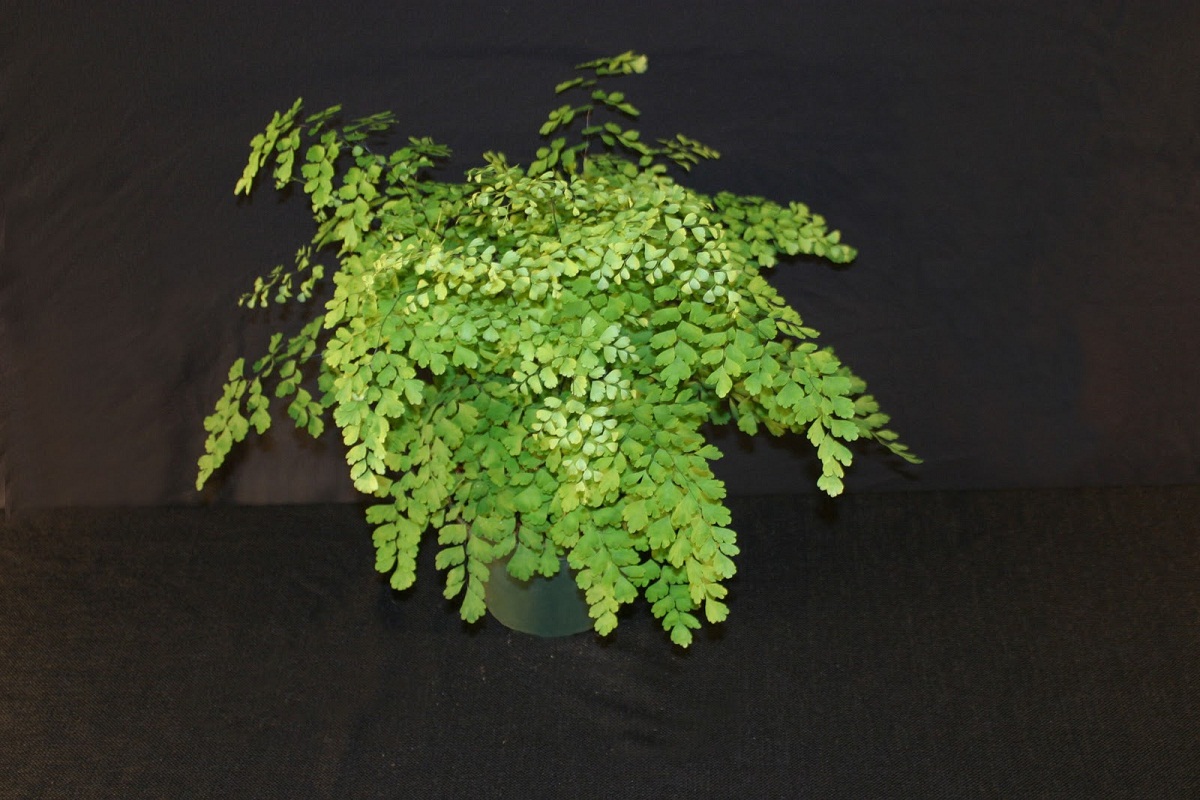 helecho o Adiantum raddianum plantado en maceta