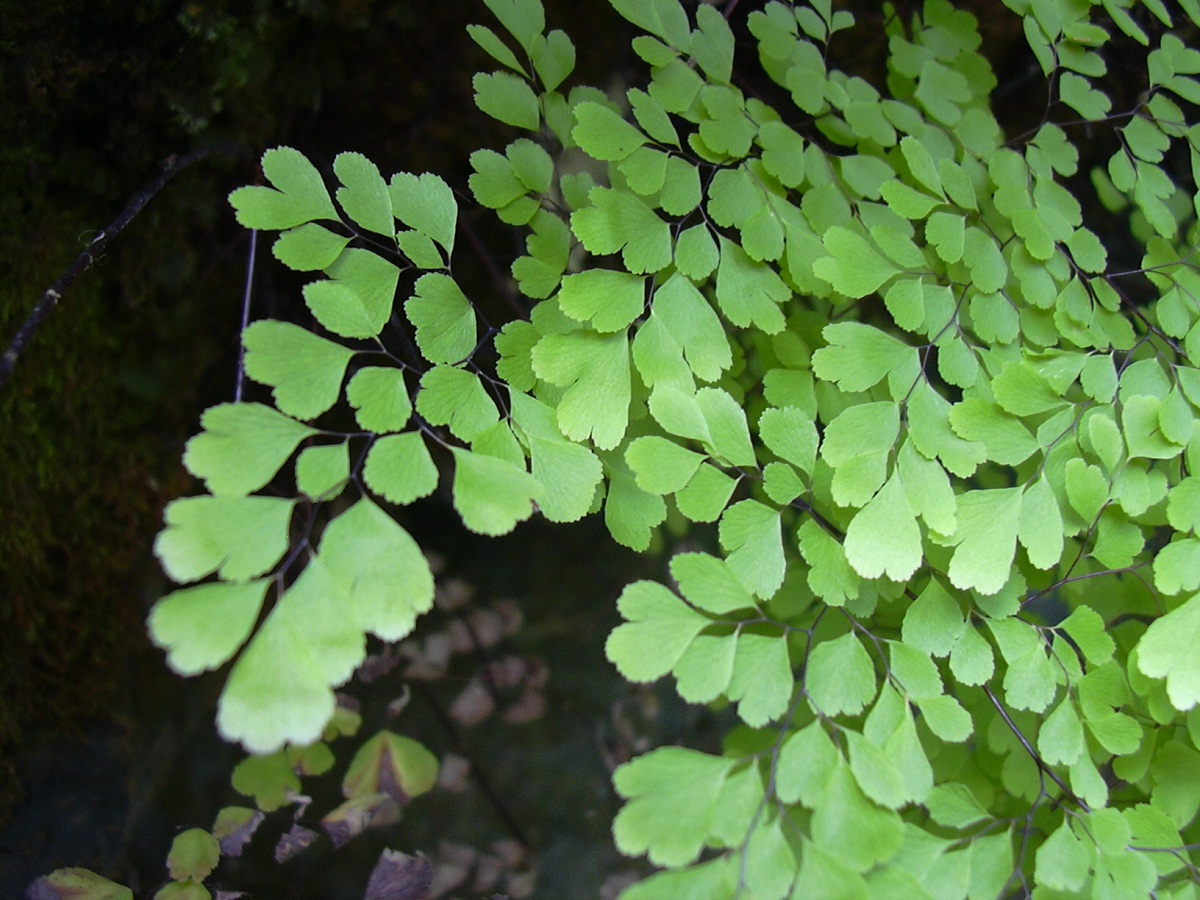 ramas y hojas de un helecho llamado Adiantum raddianum
