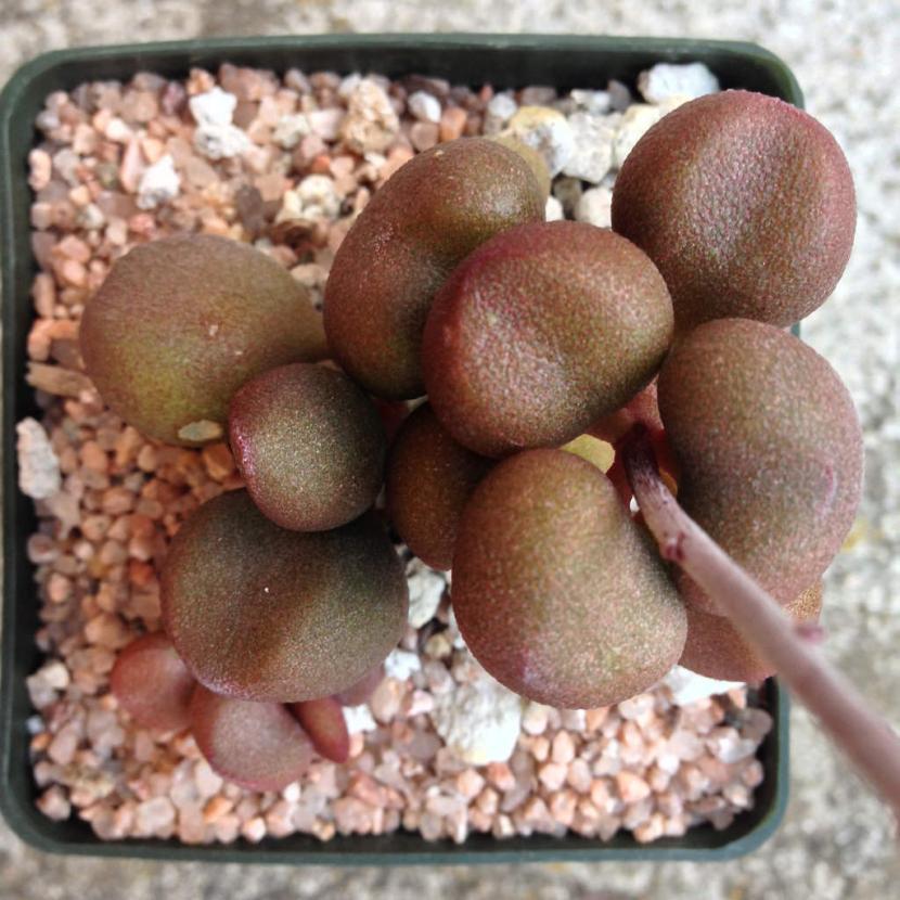 Adromischus marianae ''Little Spheroid''