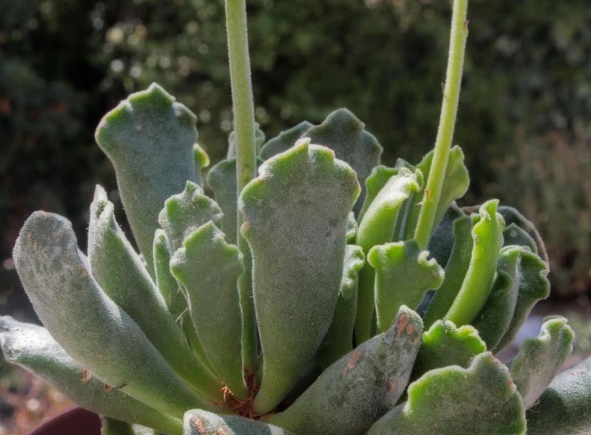 Adromischus: especies y cuidados de estas suculentas enanas