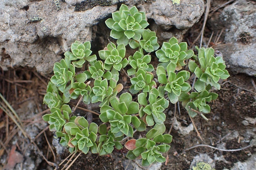 arbusto con hojas parecidas a rosetas siendo más anchas cerca del ápice