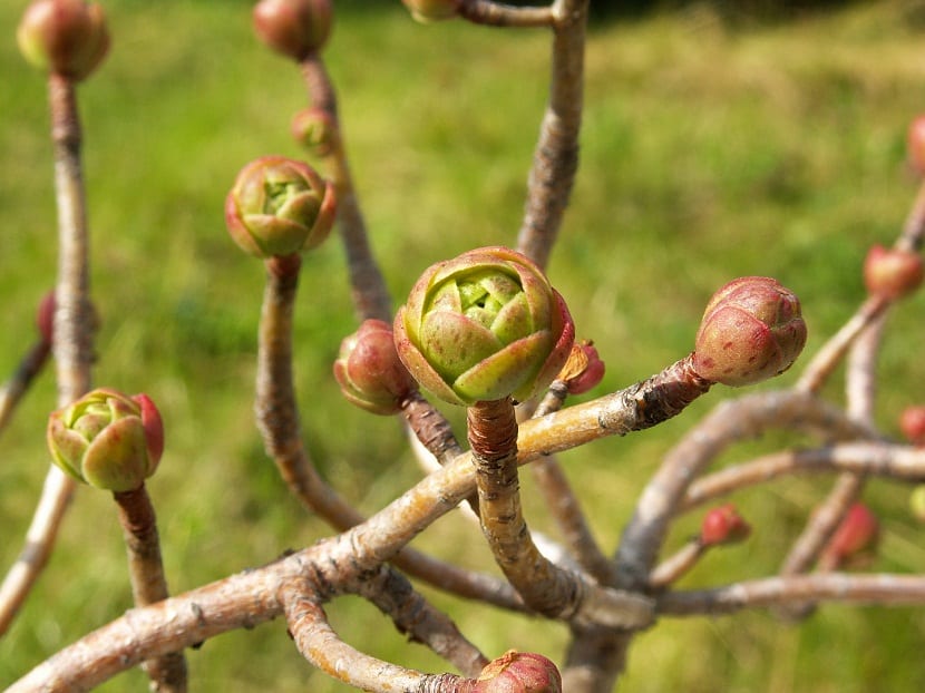 arbusto suculento ramificado llamado Aeonium spathulatum