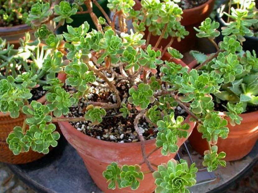 maceta con planta con hojas en forma de roseta de color verde