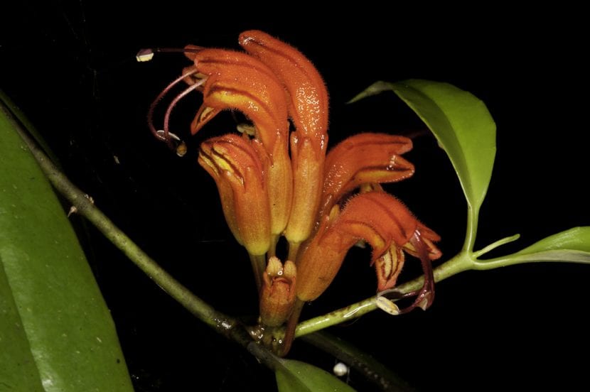 Planta Aeschynanthus sikkimensis