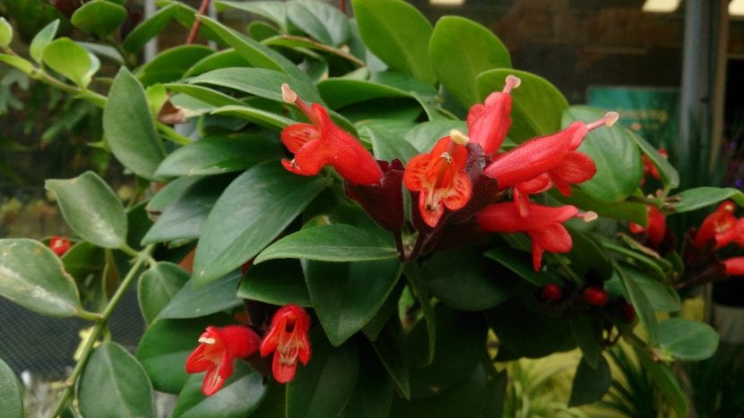 Planta de Aeschynanthus radicans en flor