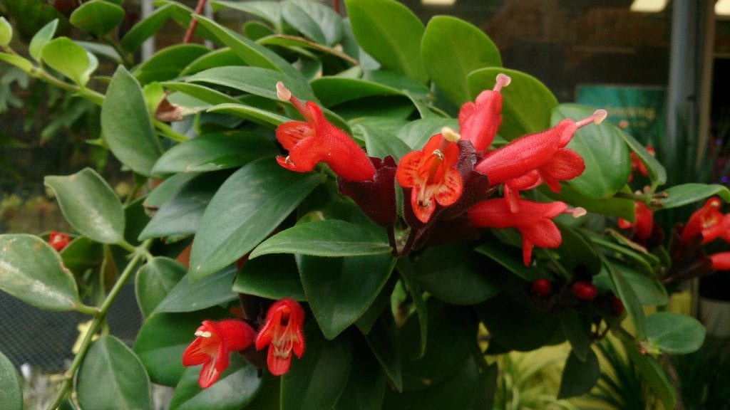 Aeschynanthus: cuidados y por qué no te florece en casa