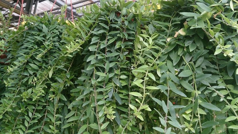 Planta Aeschynanthus radicans