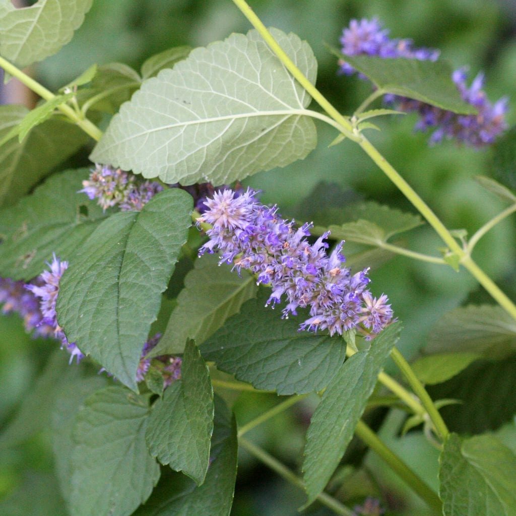 Agastache foeniculum