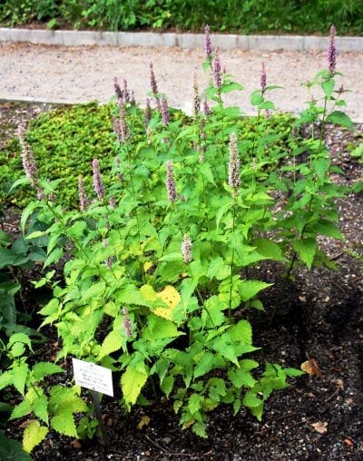 Agastache mexicana