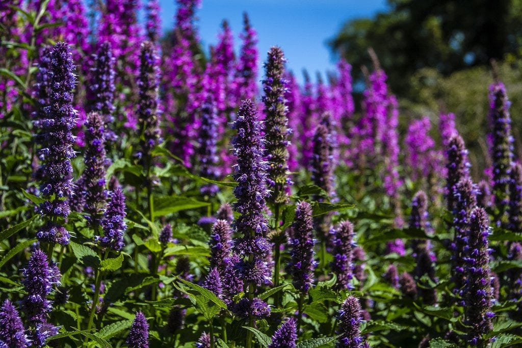 Agastache rugosa