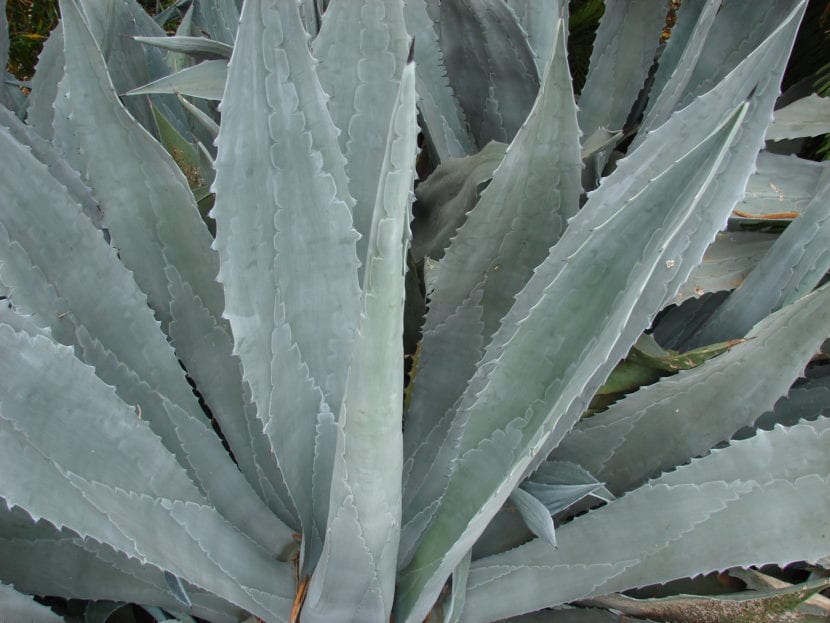 Agave americana