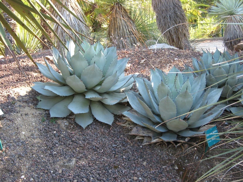 Agave parryi: cultivo, resistencia al frío y cuidados