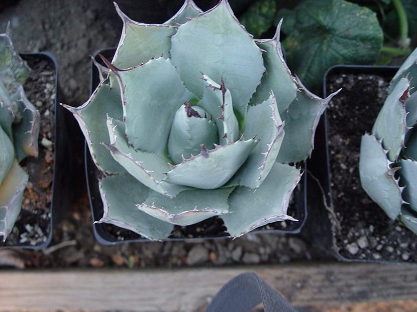 pequeñas plantas dentro de macetas