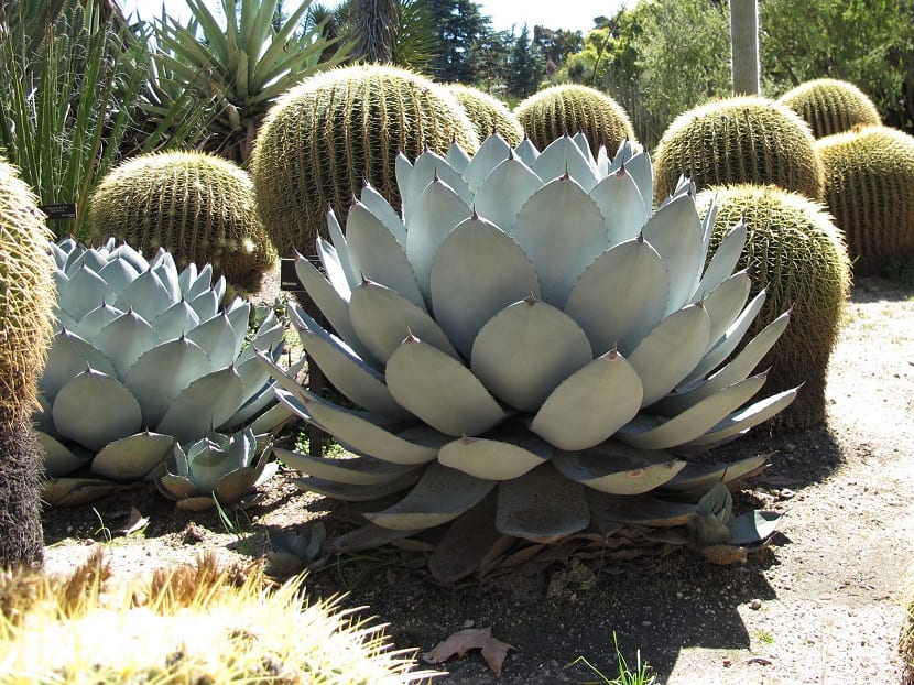 Agave parryi planta típica del desierto americano