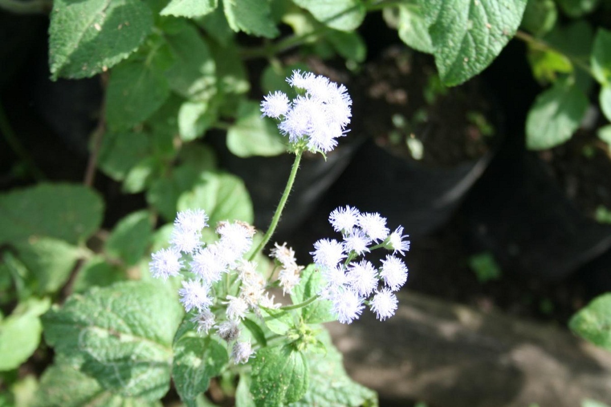 planta con flores de color blanco que luego se vuelven moradas