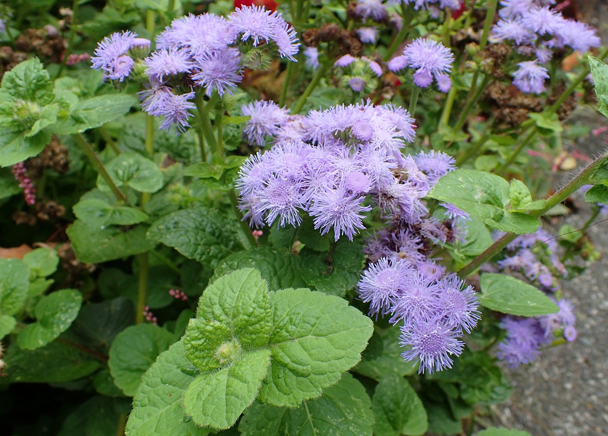 planta en una entrada con flores muy finas de color lila o morado
