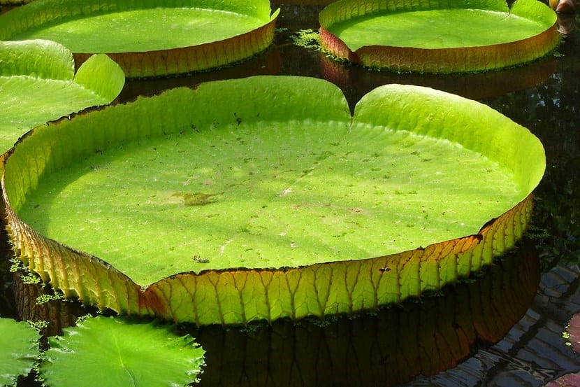 Aguapé: el nenúfar gigante del Amazonas