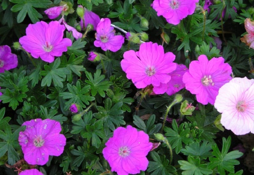 arbusto con flores de color rosado