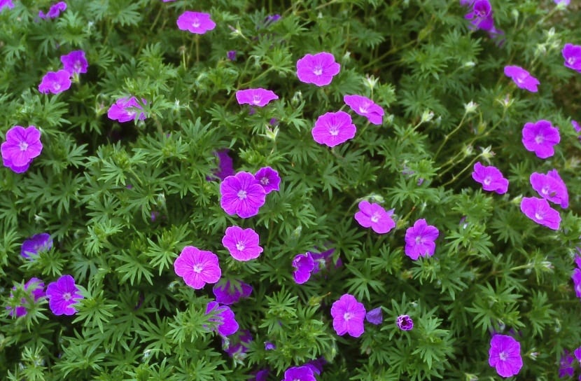 arbusto lleno de pequeñas flores rosas