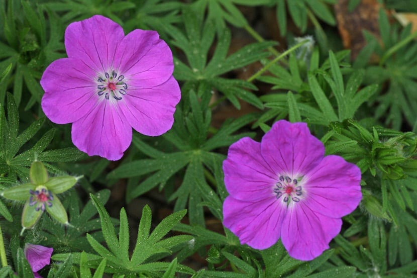 dos flores de color rosa llamadas Geranium Sanguineum