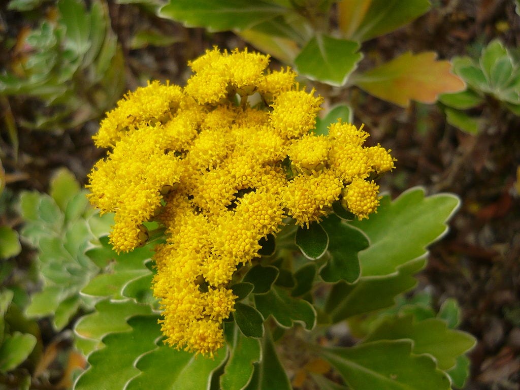 Ajania pacifica: características, poda y cuidados