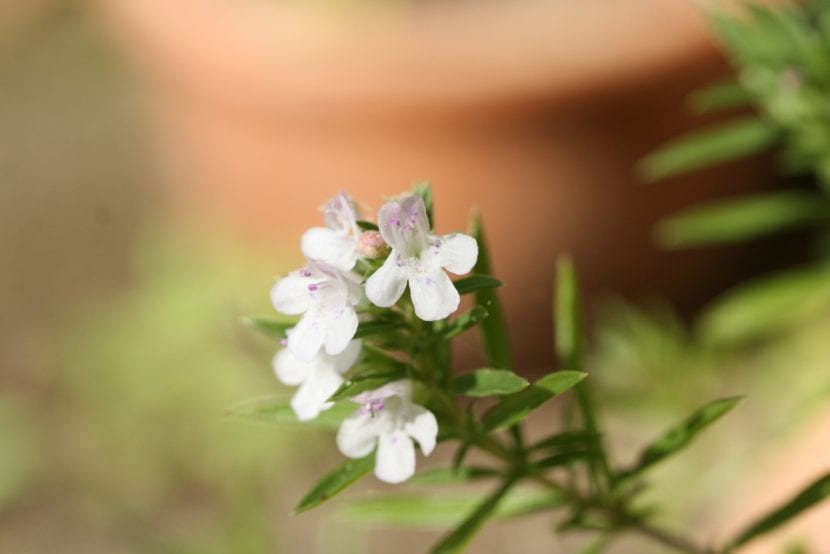Las flores de la ajedrea son blancas