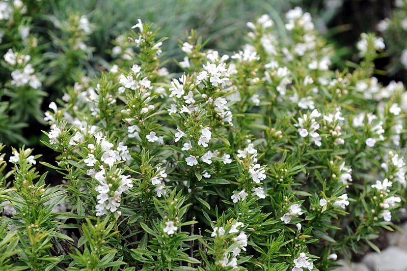 Ajedrea (Satureja montana): cultivo, poda y usos