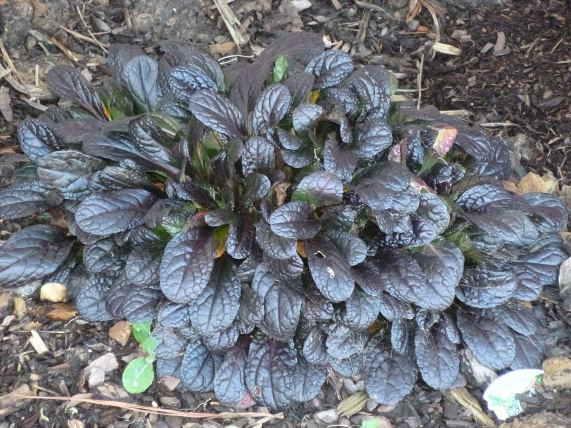 Ajuga