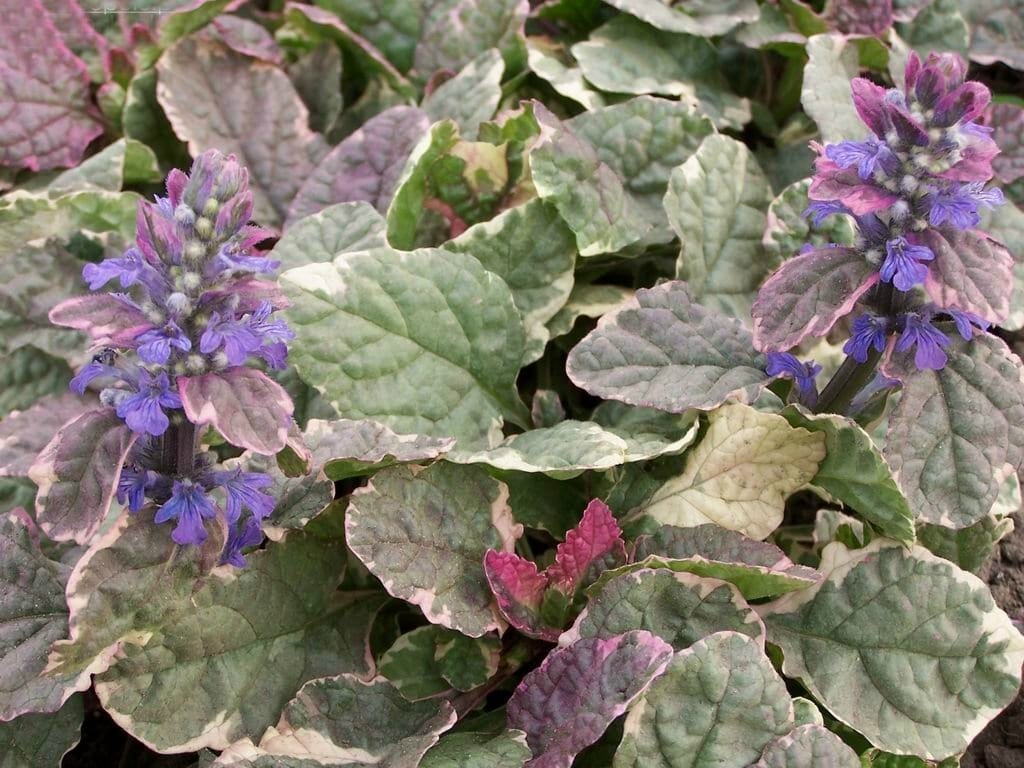 Ajuga