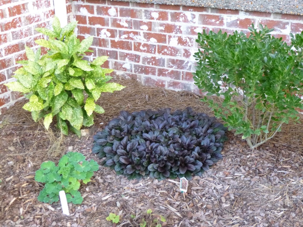 Ajuga reptans: cultivo y cuidados de la búgula tapizante
