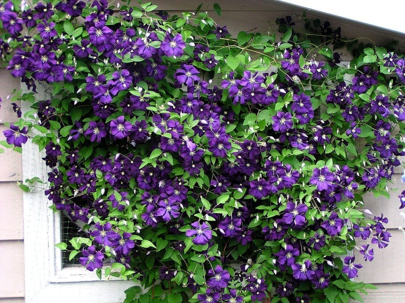 Ventana llena de pequeñas glores moradas llamadas Clematis Jackmanii