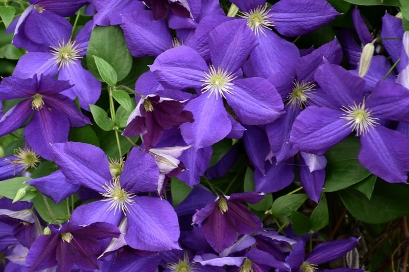flores abiertas de color morada de la planta Clematis Jackmanii