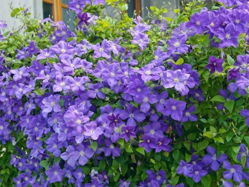jardin lleno de planta sy flores moradas de la planta Clematis Jackmanii