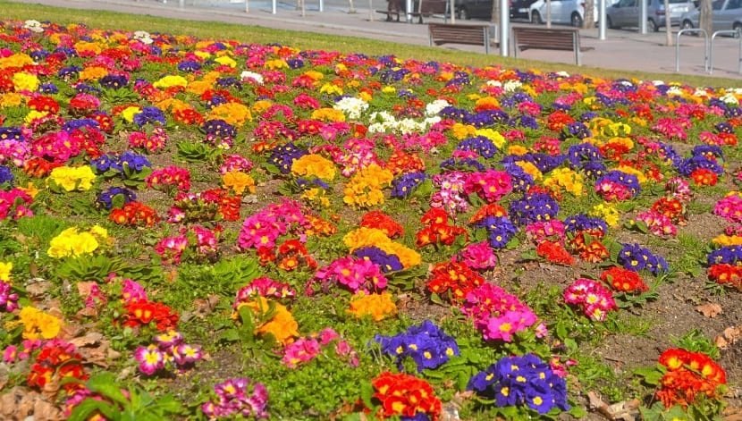 las siete mejores plantas para exterior