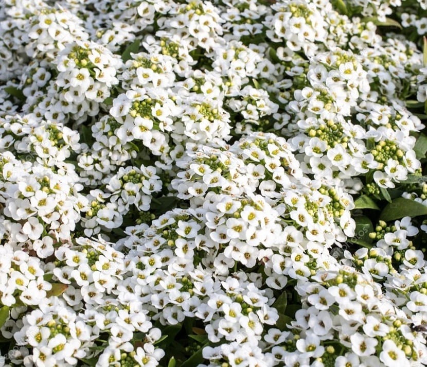 Aliso de mar (Alysum Maritimum)