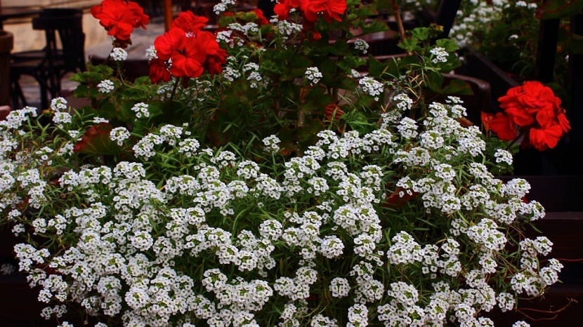maceta con diferentes flores blancas y rojas